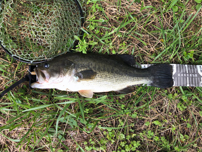 20230710_BlackBass_50cm_s.jpg